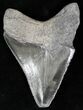 Bone Valley Megalodon Tooth #22144-2